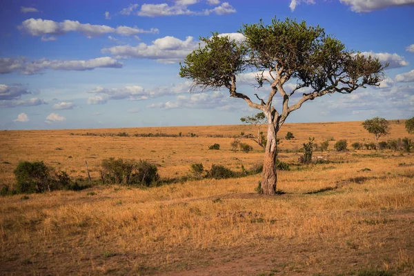 Paesaggio africano con albero Kenya — Foto Stock