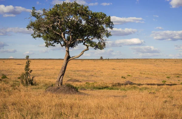 Paesaggio africano con albero Kenya — Foto Stock