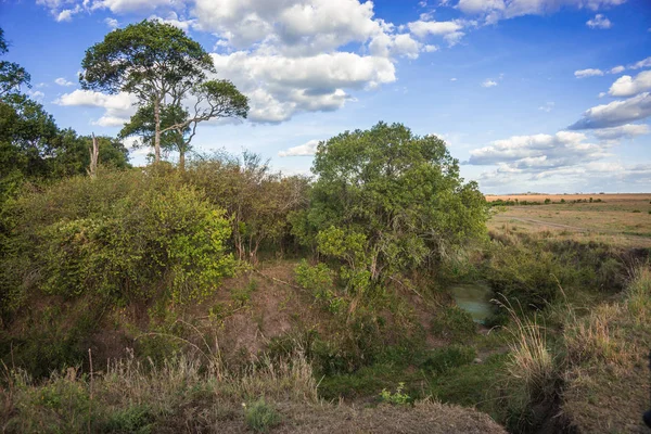 Paysage africain avec un arbre Kenya — Photo