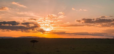Kenya günbatımında ağacında, Afrika yatay