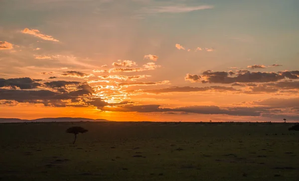 Paisagem africana com uma árvore ao pôr do sol no Quênia — Fotografia de Stock