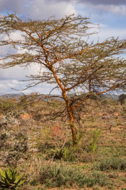Bir ağaç Kenya Afrika manzara
