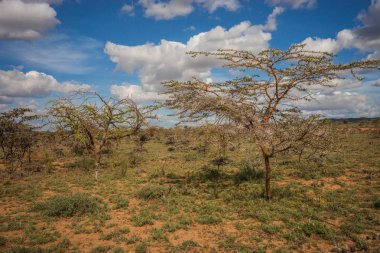 Bir ağaç Kenya Afrika manzara