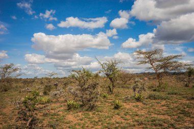 Bir ağaç Kenya Afrika manzara
