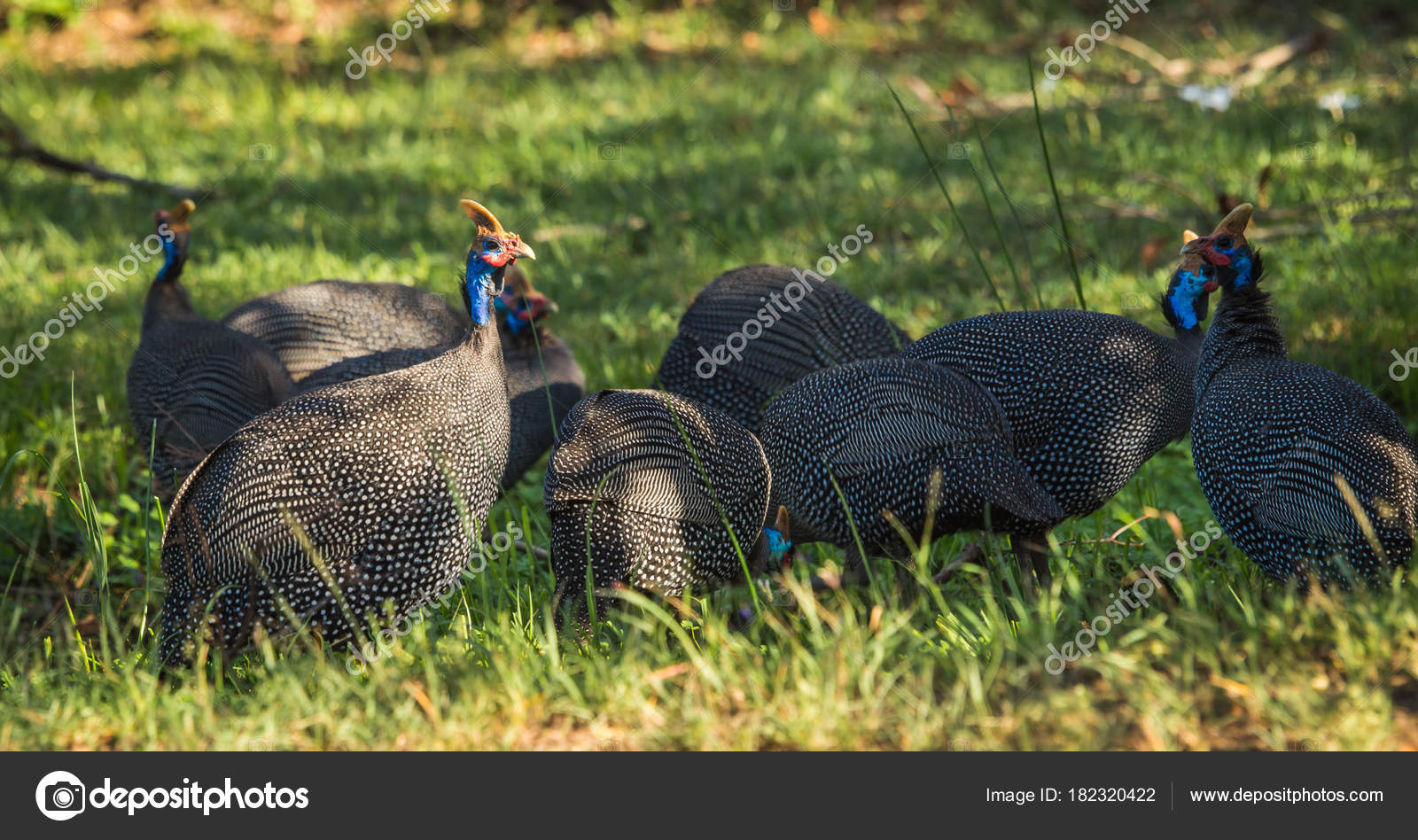 Grand Oiseau Noir Avec Tête Rouge Et Le Bleu Cou Dans Le