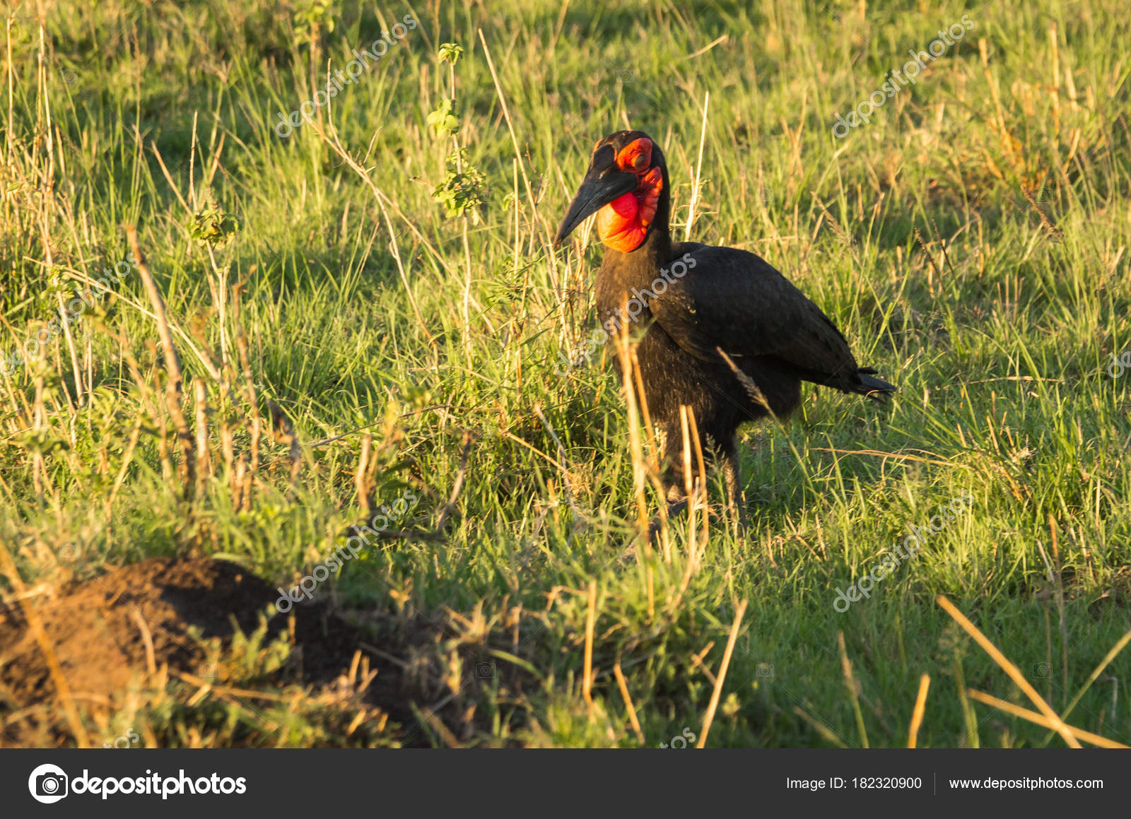 Grand Oiseau Noir Avec Une Tête Rouge Dans Le Masai Mara
