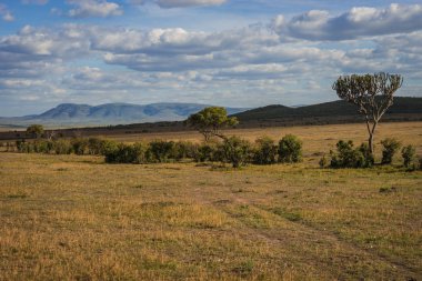 Bir ağaç Kenya Afrika manzara