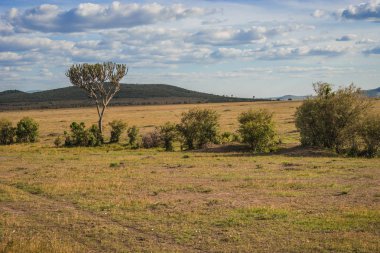 Bir ağaç Kenya Afrika manzara