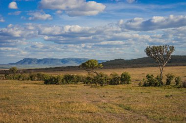 Bir ağaç Kenya Afrika manzara