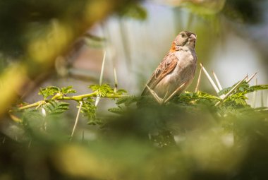 Şube Masai Mara, Kenya küçük kuş