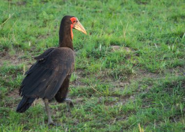Kırmızı kafa Masai Mara, Kenya ile büyük siyah kuş