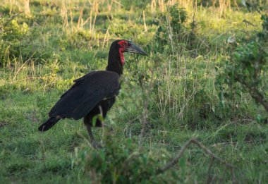 Kırmızı kafa Masai Mara, Kenya ile büyük siyah kuş
