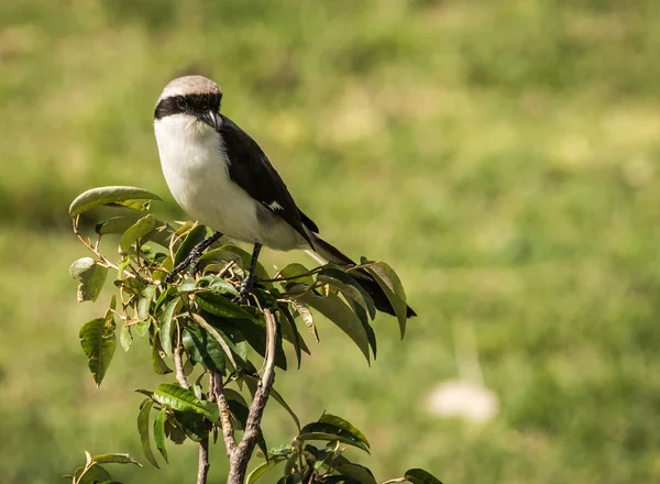 マラ、ケニアのマサイ族でブランチの黒と白の鳥 — ストック写真