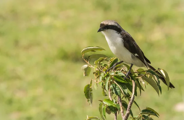 マラ、ケニアのマサイ族でブランチの黒と白の鳥 — ストック写真