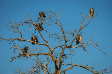 Kartallar şubelere Masai Mara, Kenya üzerinde