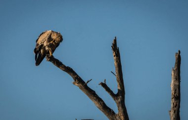 Masai Mara, Kenya şube kartal