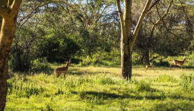 Kenya'daki Masai Mara Afrika antilop Impala
