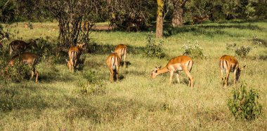 Kenya'daki Masai Mara Afrika antilop Impala