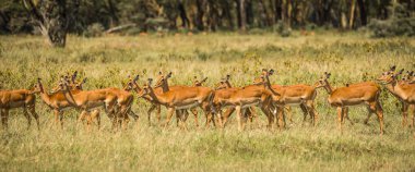 Kenya'daki Masai Mara Afrika antilop Impala
