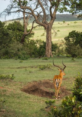 Kenya'daki Masai Mara Afrika antilop Impala