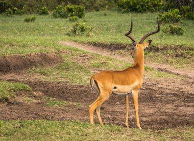 Kenya'daki Masai Mara Afrika antilop Impala