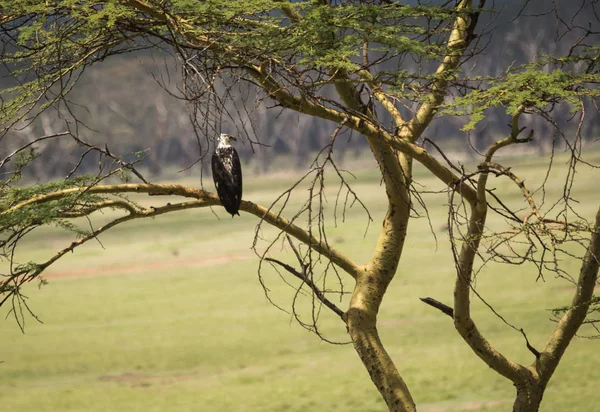 Aquila sulla filiale di Masai Mara, Kenya — Foto Stock