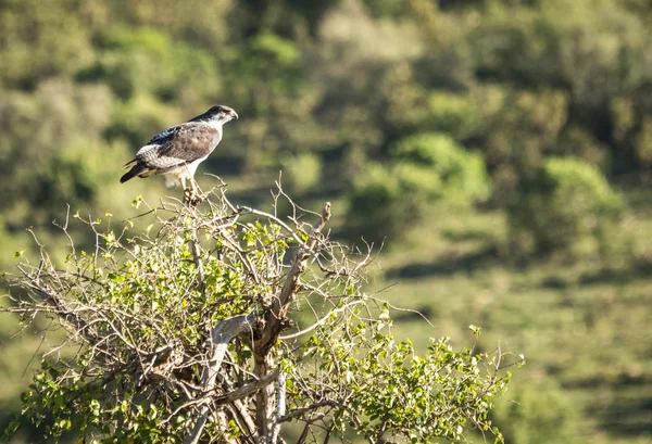 Aquila bianca e nera nel suo habitat naturale vicino al lago di Nakuru i — Foto Stock