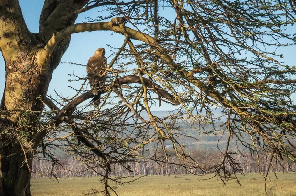 Eagle on  branch in Masai Mara, Kenya — Stock Photo, Image