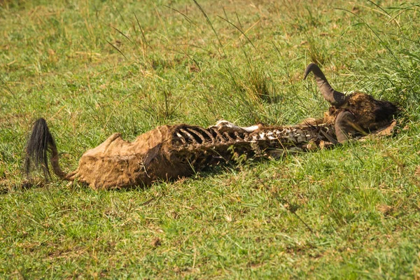 Antilope bleibt in kenianischer Selva, Masai Mara, Afrika — Stockfoto
