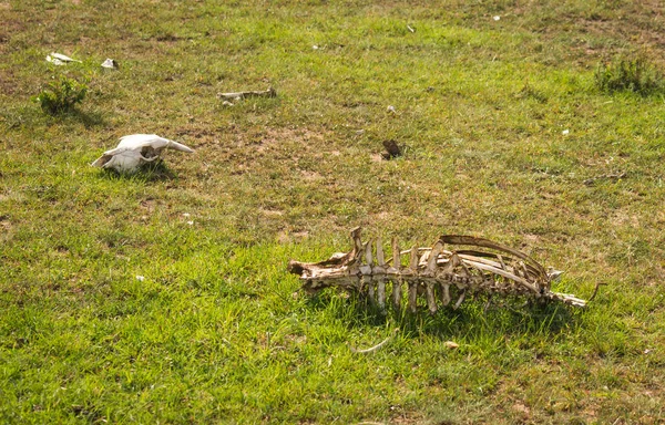 Antelope blijft in Keniaanse selva, Masai Mara, Afrika — Stockfoto