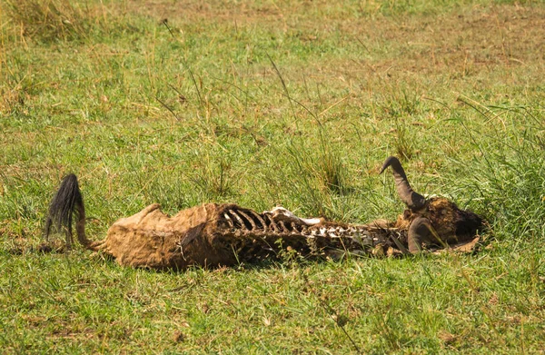 Antelope reste au Kenya selva, Masai Mara, Afrique — Photo