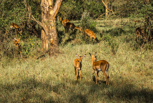 African antelopes  impala in Masai Mara in Kenya