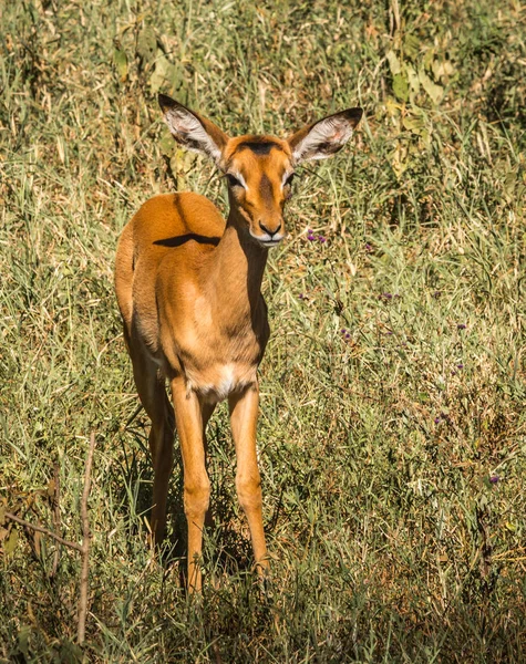 Impala afrykańskiej antylopy w Masai Mara w Kenii — Zdjęcie stockowe