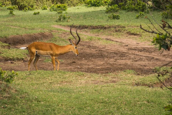 ケニアのマサイマラ国立保護区でアフリカのアンテロープ インパラ — ストック写真
