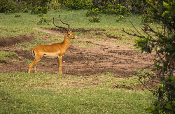 Afrikanische Antilopen impala in masai mara in kenia — Stockfoto