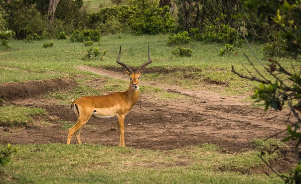 Impala afrykańskiej antylopy w Masai Mara w Kenii — Zdjęcie stockowe