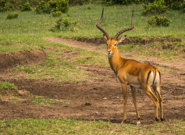 Afrikaanse antilopen impala in de Masai Mara in Kenia — Stockfoto