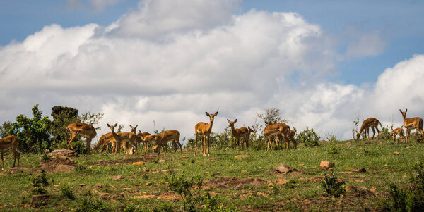 Image of african antelopes impala in Masai Mara in Kenya