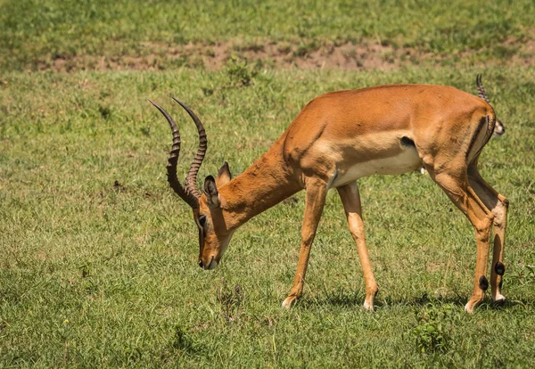 Impala afrykańskiej antylopy w Masai Mara w Kenii — Zdjęcie stockowe