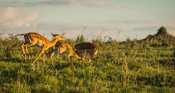 African antelopes  impala in Masai Mara in Kenya — Stock Photo, Image