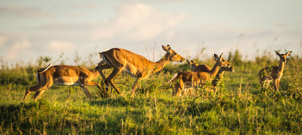 African antelopes  impala in Masai Mara in Kenya