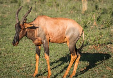 Masai Mara çim alan ortak tsessebe