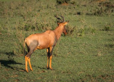Masai Mara çim alan ortak tsessebe