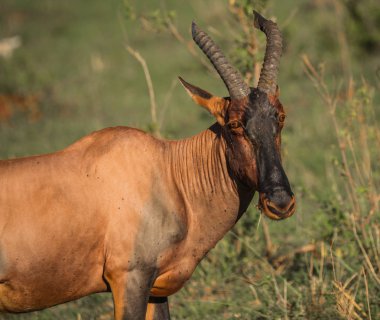 Masai Mara çim alan ortak tsessebe