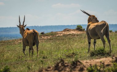 Kenya'daki Masai Mara Afrika esrar antilop