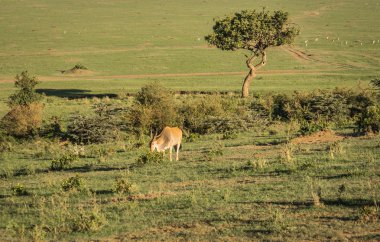 Kenya'daki Masai Mara Afrika esrar antilop