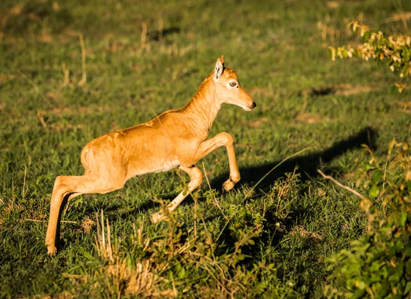 Impala afrykańskiej antylopy w Masai Mara w Kenii — Zdjęcie stockowe