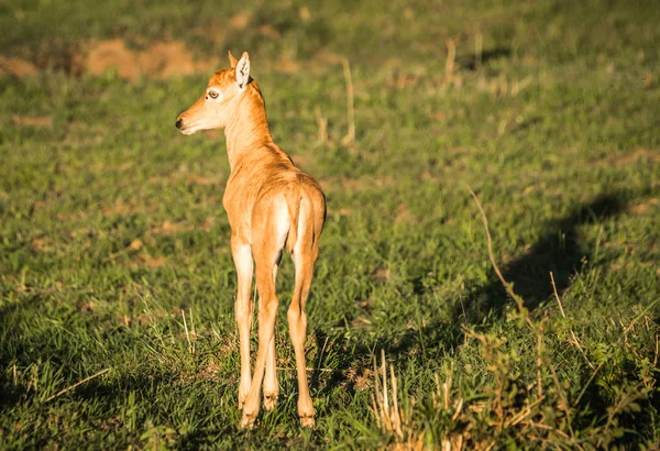 Impala afrykańskiej antylopy w Masai Mara w Kenii — Zdjęcie stockowe