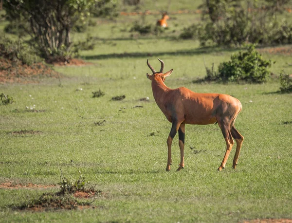 Gemeenschappelijke Lierantilope op een grasveld in de Masai Mara — Stockfoto