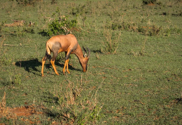 Tsessebe commune sur un champ d'herbe à Masai Mara — Photo